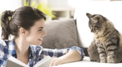 Како да се задржи мачка, мачка и маче